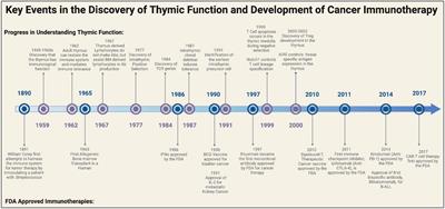 The potential role of the thymus in immunotherapies for acute myeloid leukemia